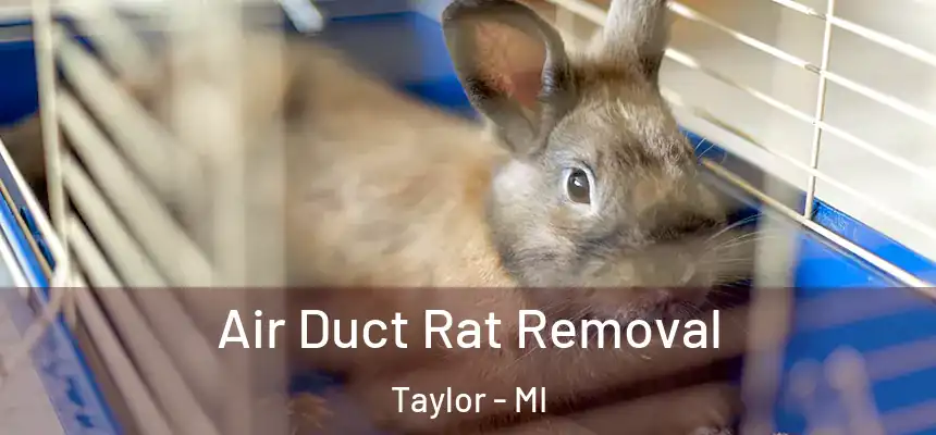  Air Duct Rat Removal Taylor - MI